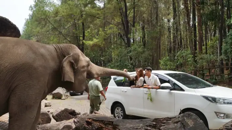 Discover the Sumatran Elephant in a Conservation Haven