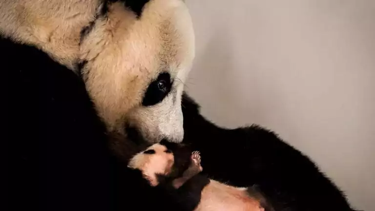 Keajaiban Insting dan Perjalanan Sensorik Bayi Panda - Taman Safari