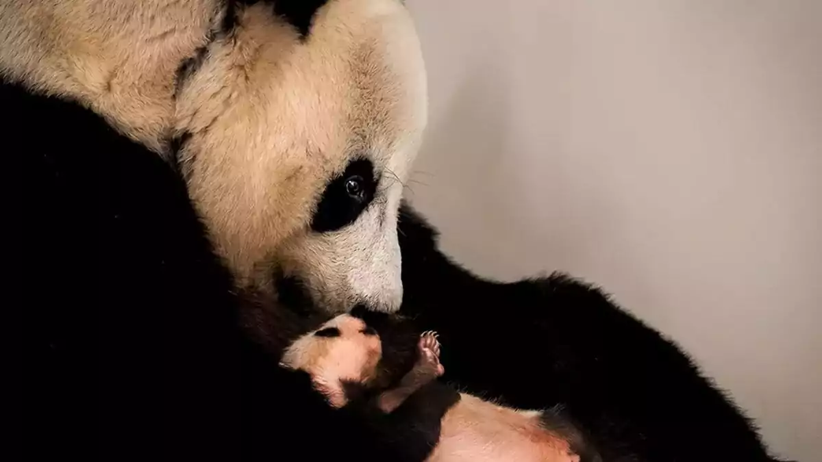Keajaiban Insting dan Perjalanan Sensorik Bayi Panda - Taman Safari