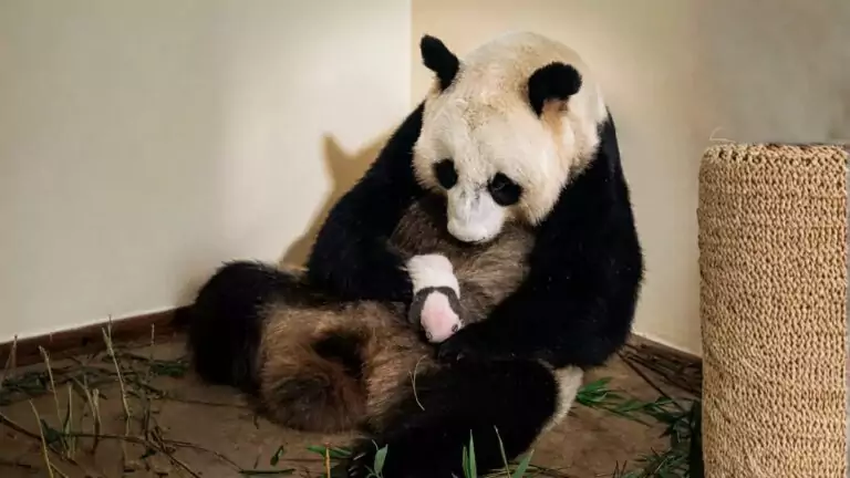 Keajaiban Tumbuh Kembang Bayi Panda Taman Safari - Taman Safari