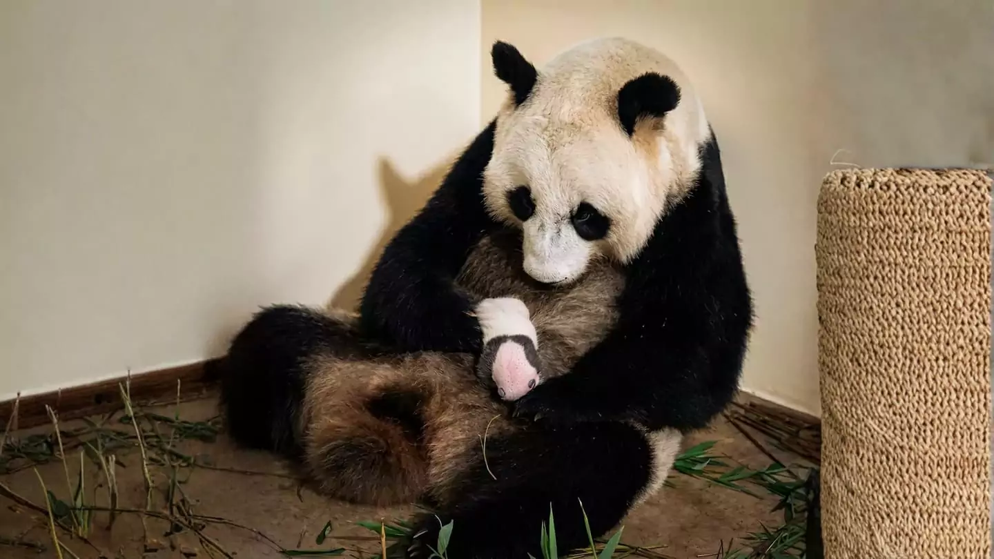Keajaiban Tumbuh Kembang Bayi Panda Taman Safari - Taman Safari