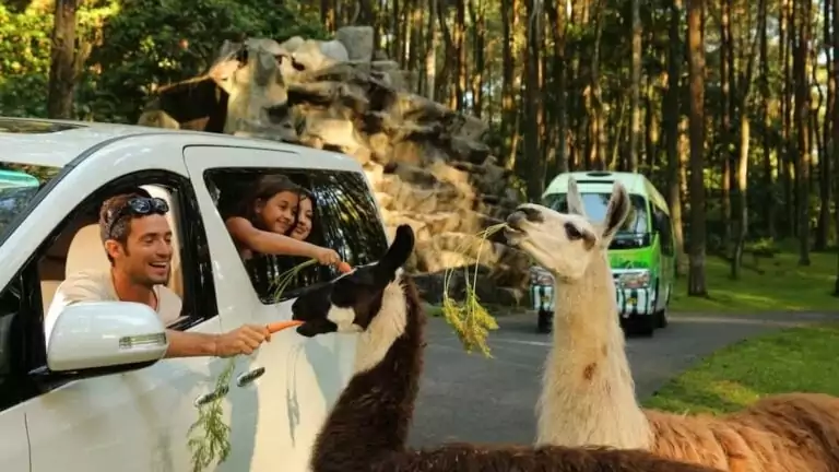 Menguasai Peta Taman Safari Bogor untuk Liburan Keluarga - Taman Safari