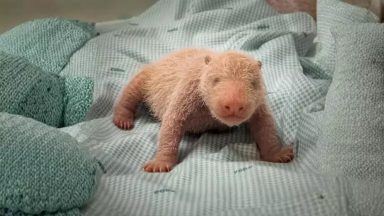 Misteri Jam Pertama Ketika Anak Panda Baru Lahir - Taman Safari
