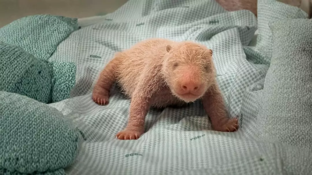 Misteri Jam Pertama Ketika Anak Panda Baru Lahir - Taman Safari
