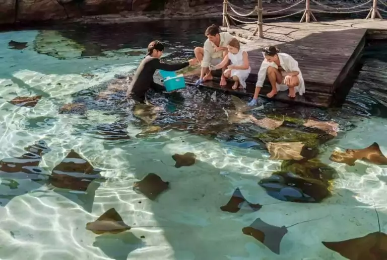 Ray Feeding Experience - The True Benefits of Coastal and Marine Tourism