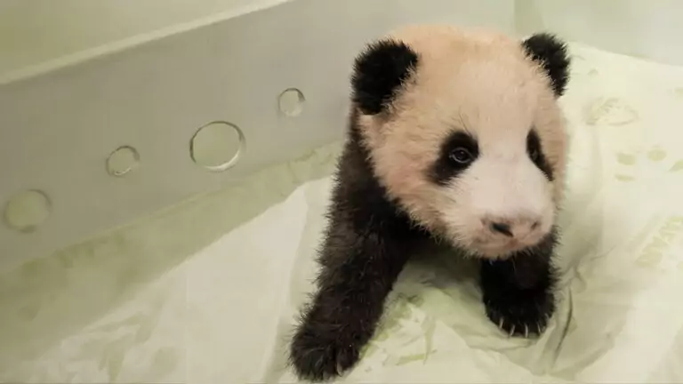 The Conservation Story Behind a Baby Panda Name - Taman Safari