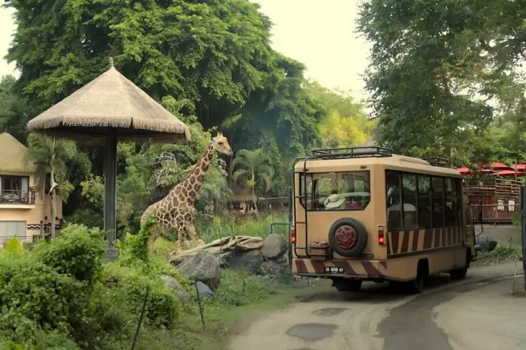 The Ultimate Bali Wildlife Safari Family Itinerary