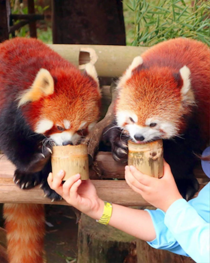 Feeding Red Pandas