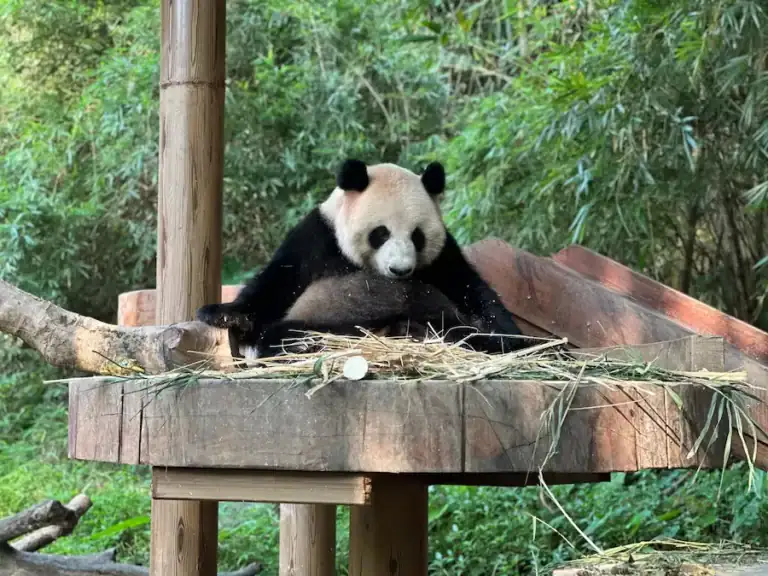 Panda at Taman Safari Bogor