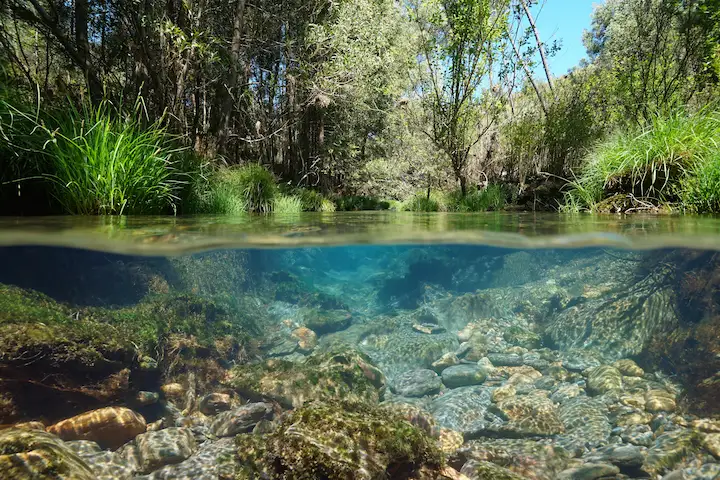 River Animal and Its Ecosystem