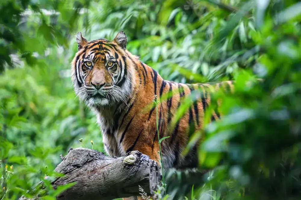 The Sumatran Tiger King of the Jungle