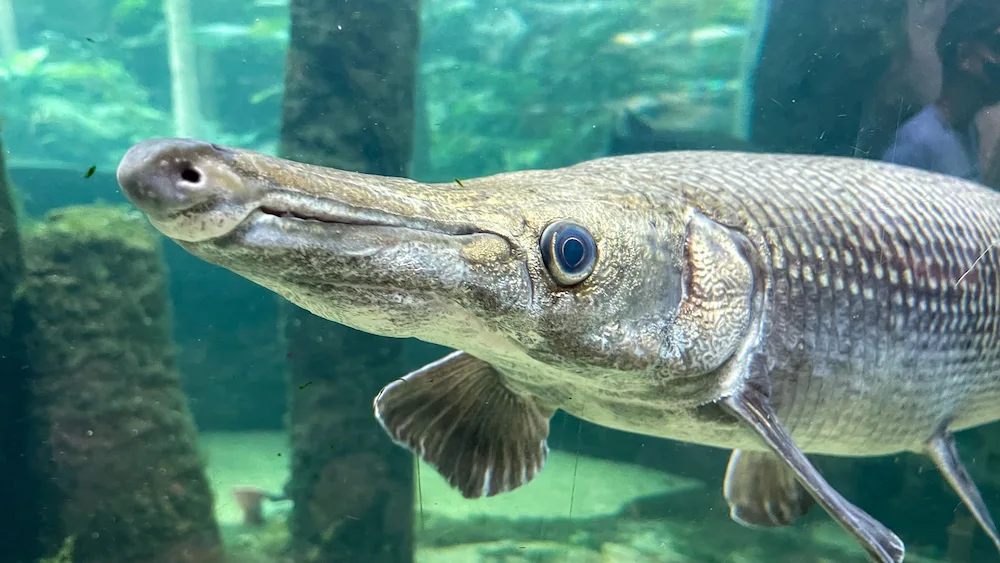 Unveiling the Truth Behind the River Monster Legend