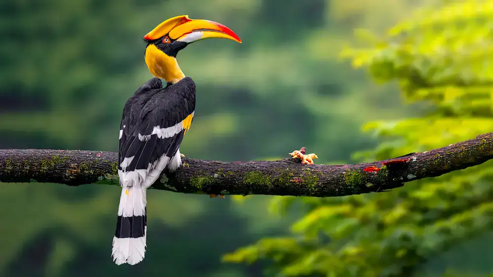 hornbill in his natural habitat